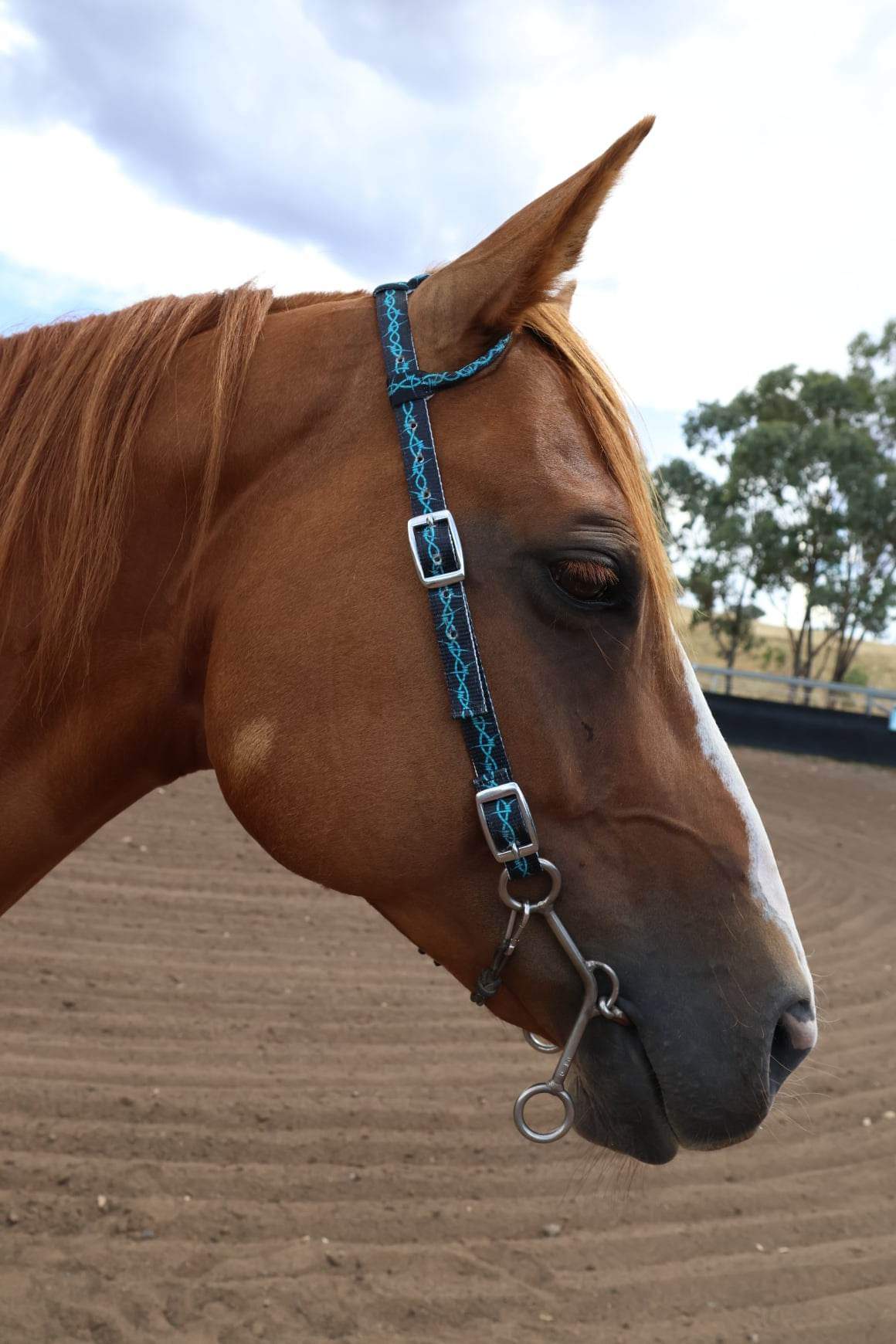 Nylon One Ear Bridles