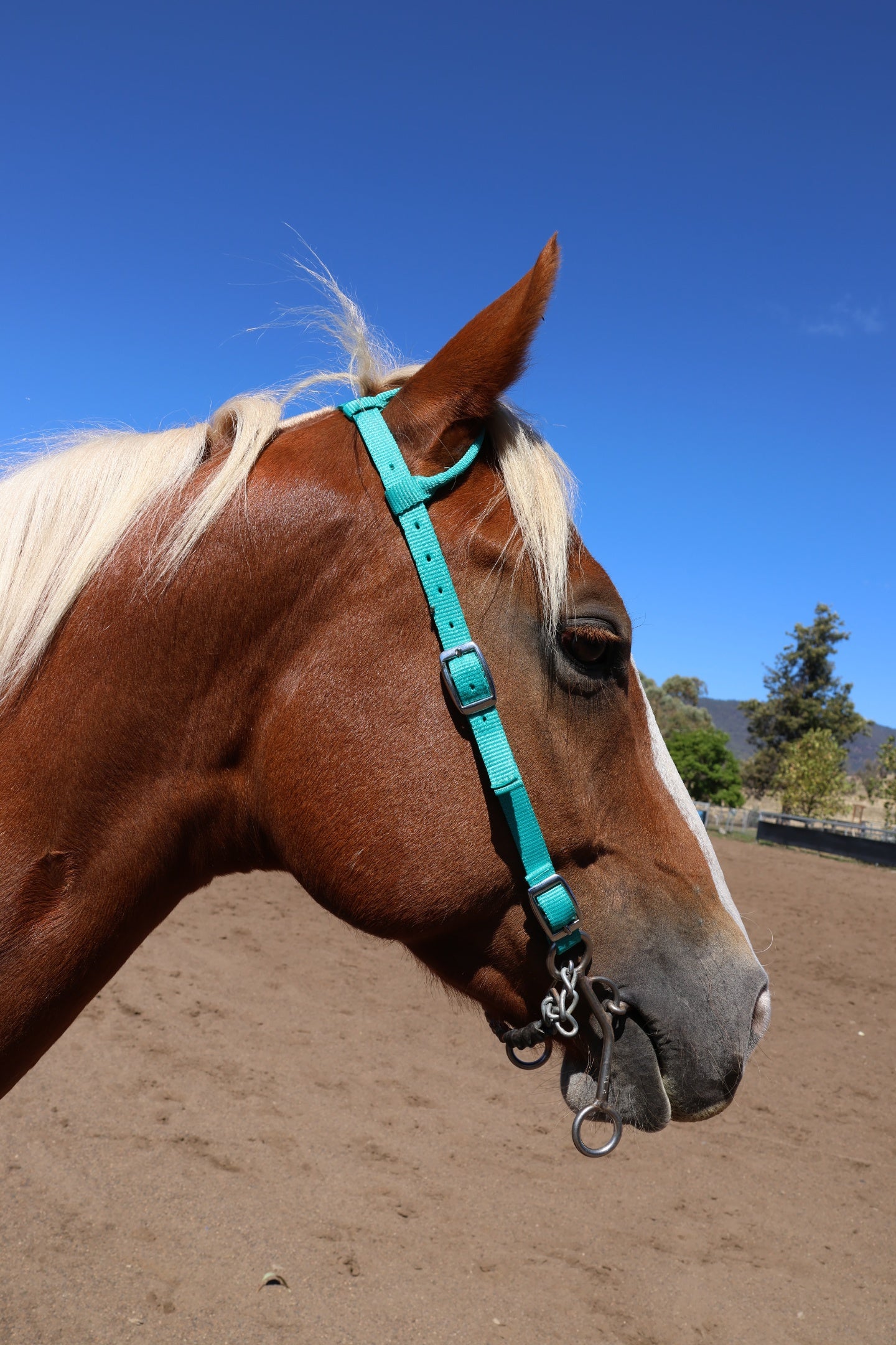 Nylon One Ear Bridles