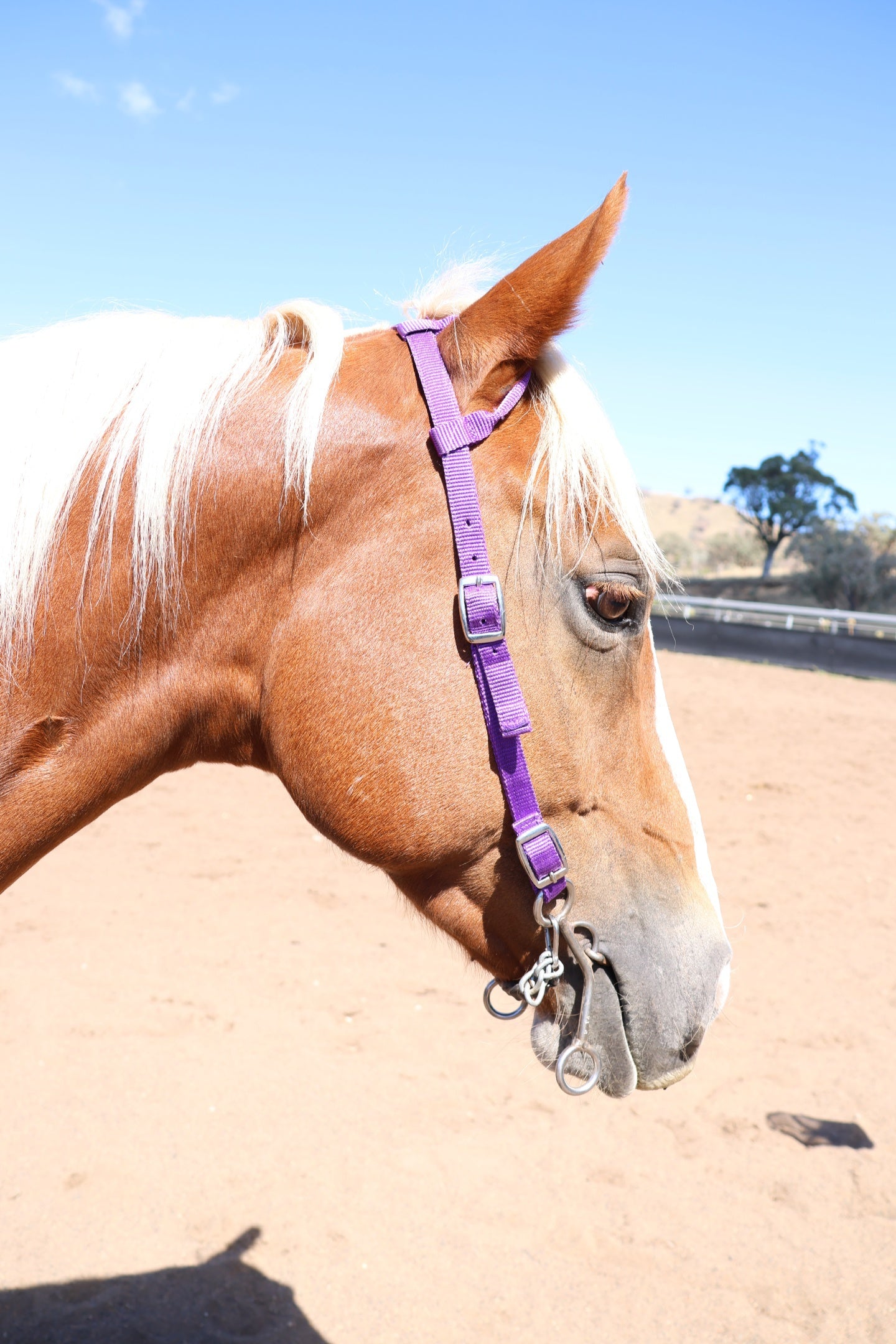 Nylon One Ear Bridles